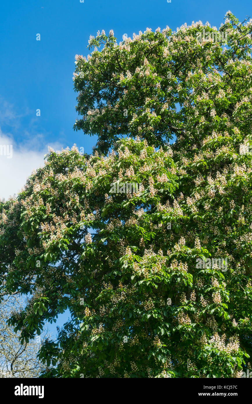 Cirencester; park, il campione, castagno, fioritura, alberi, Gloucestershire, UK; Inghilterra Foto Stock