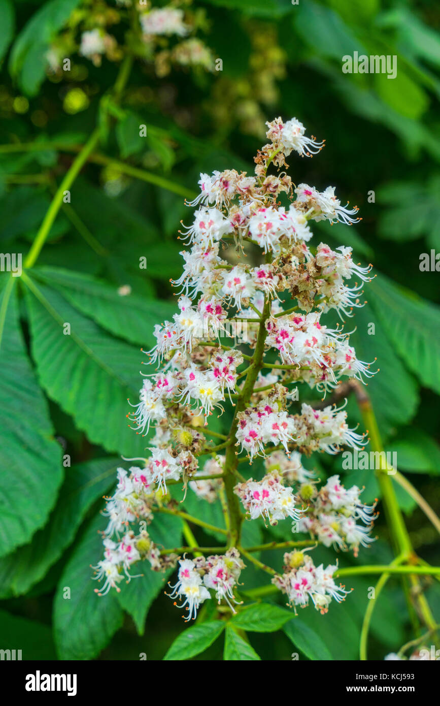 Cirencester; park, il campione, castagno, fioritura, alberi, Gloucestershire, UK; Inghilterra Foto Stock