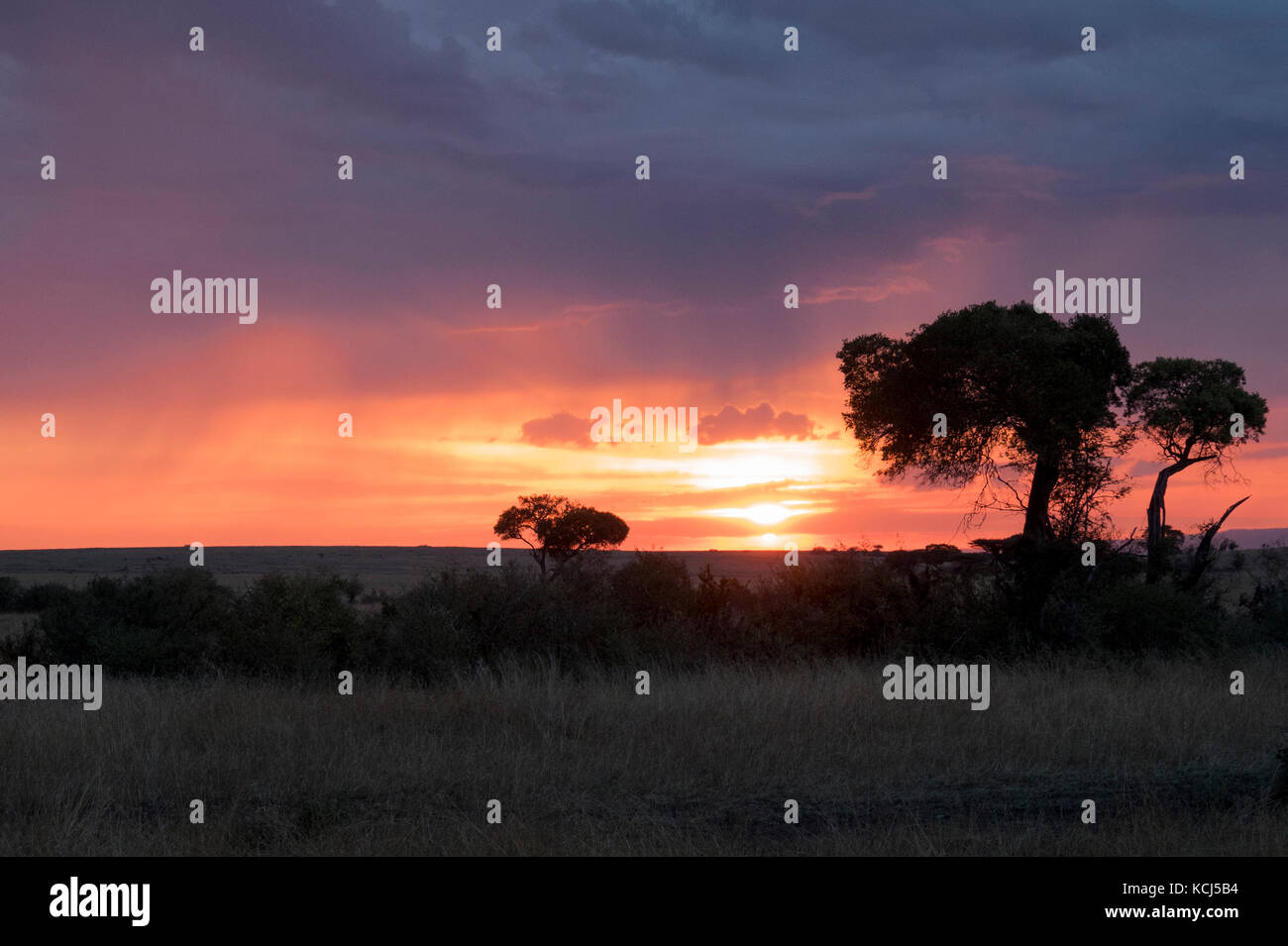 Tramonto africano con alberi e spazzola sagome su safari nel nord della Tanzania serengeti Foto Stock
