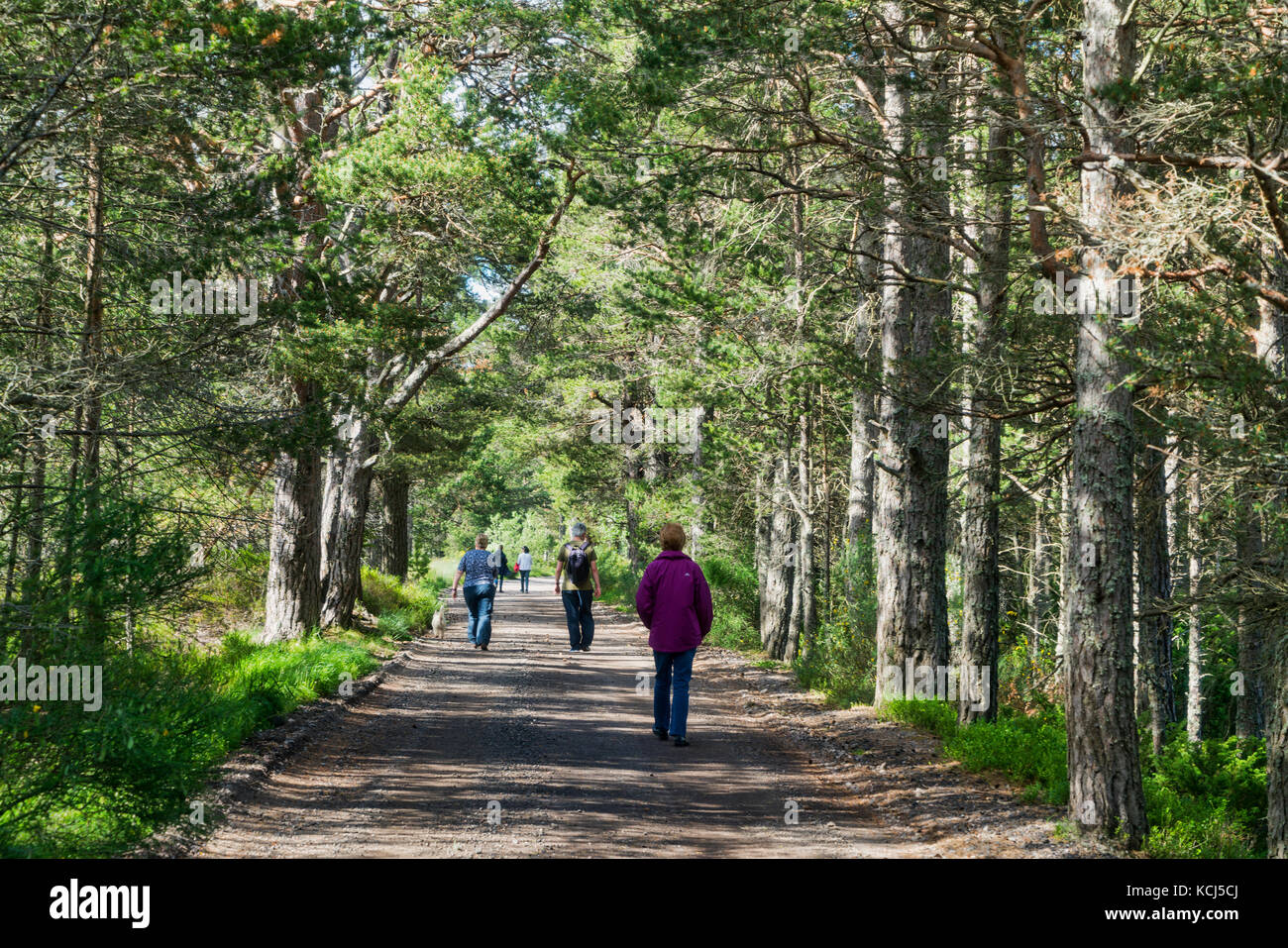 Passeggiate in pino silvestre foresta a Loch Morlich,, Aviemore Highland, Scotland, Regno Unito Foto Stock