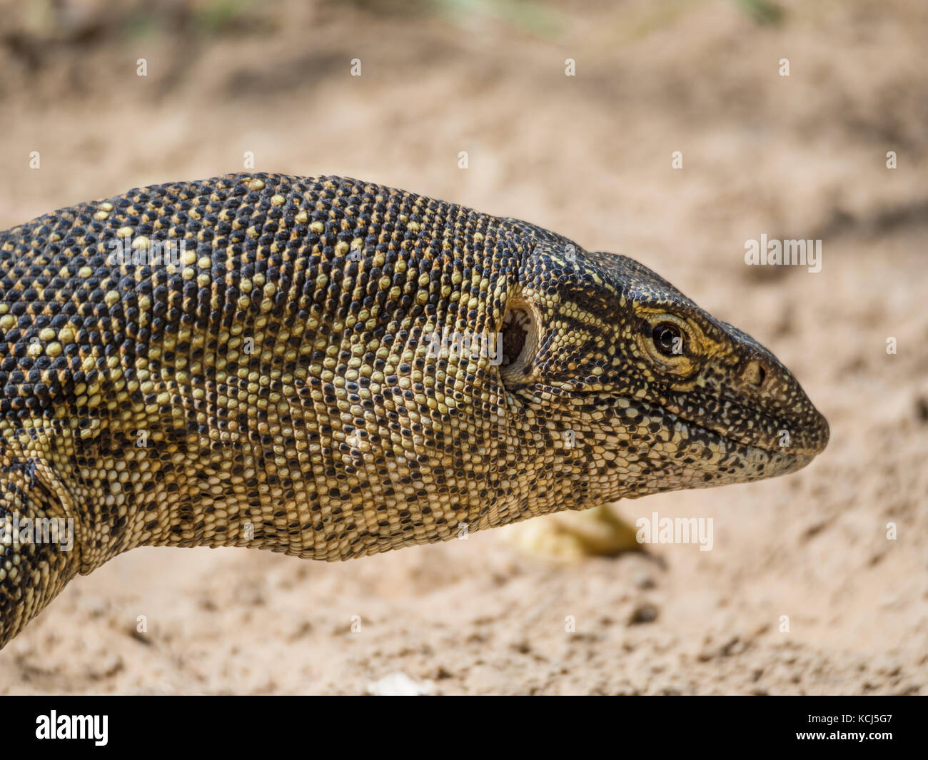 Close-up ritratto di una grande e colorata monitor lizard presi in la Caprivi strip di Namibia, Sud Africa Foto Stock