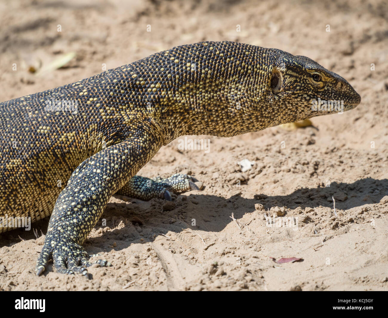 Close-up ritratto di una grande e colorata monitor lizard presi in la Caprivi strip di Namibia, Sud Africa Foto Stock