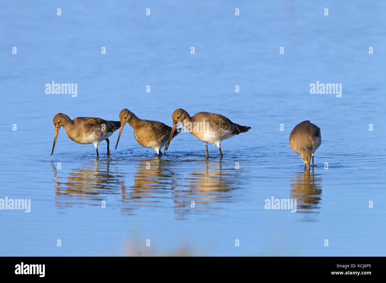 Godwits dalla coda nera Limosa limosa uccello immaturo che alimenta Cley Norfolk Foto Stock