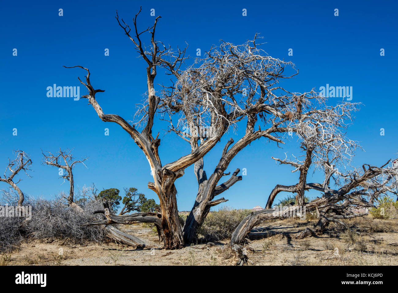 Juniper Tree, Salt Wash, Moab, Utah. STATI UNITI Foto Stock