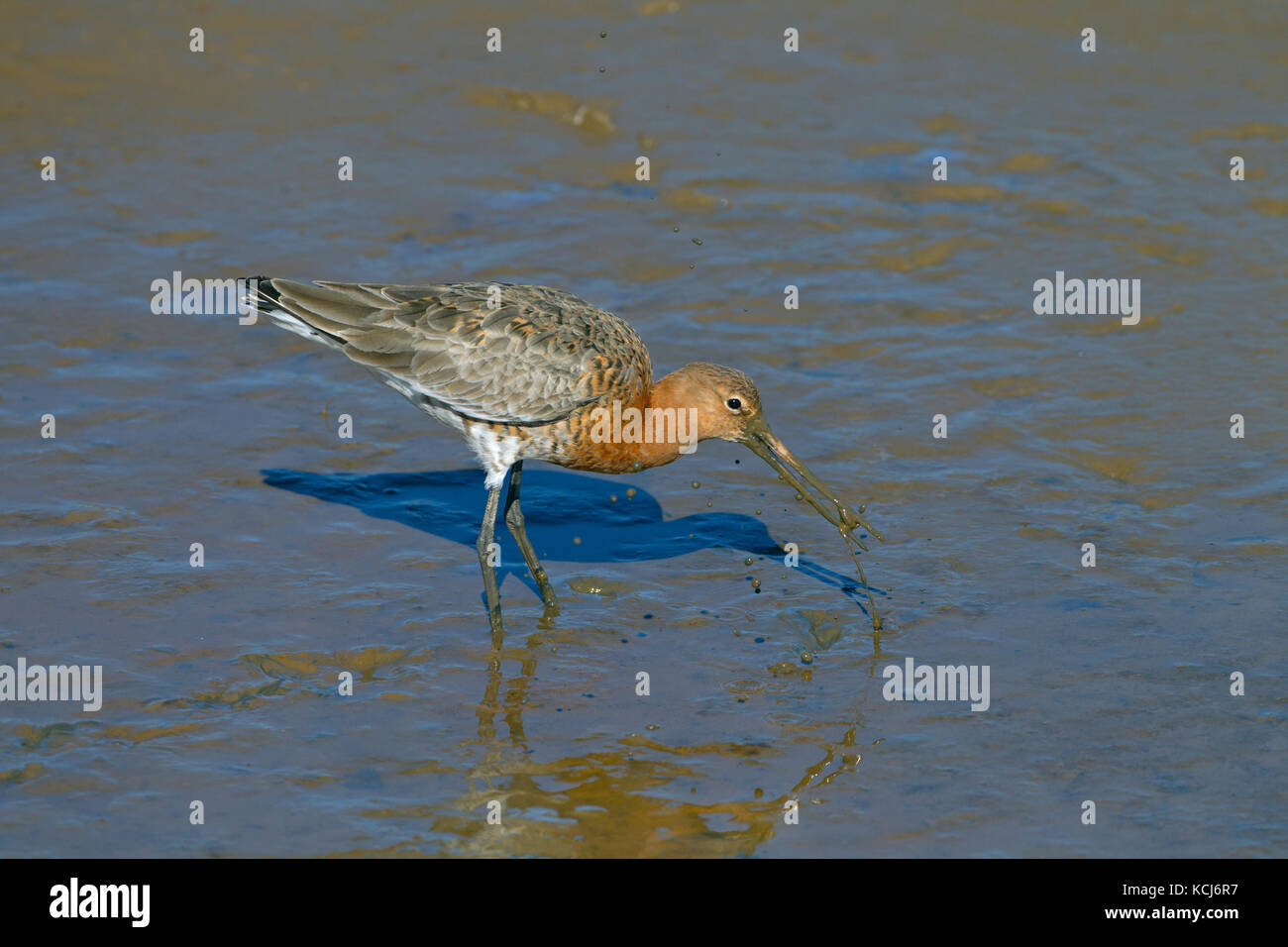 Nero-tailed godwits Limosa limosa immaturi di alimentazione di uccelli aprile Titchwell Norfolk Foto Stock