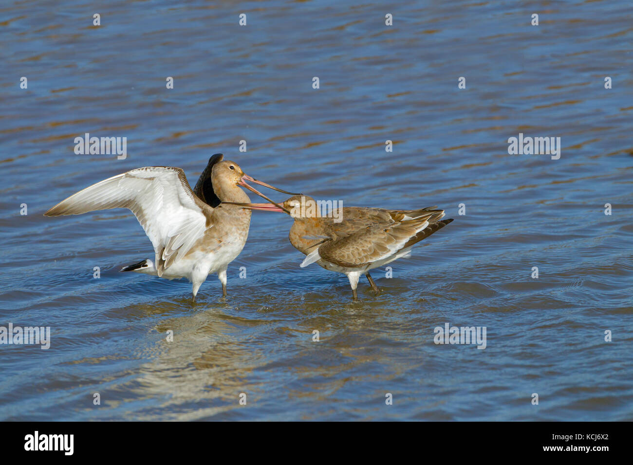 Nero-tailed godwits Limosa limosa uccelli immaturi di lotta contro il territorio di alimentazione Foto Stock