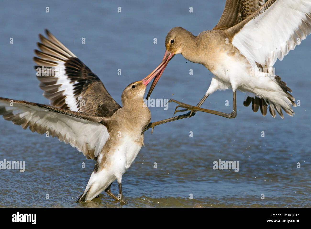 Nero-tailed godwits Limosa limosa combattimenti autunno Foto Stock