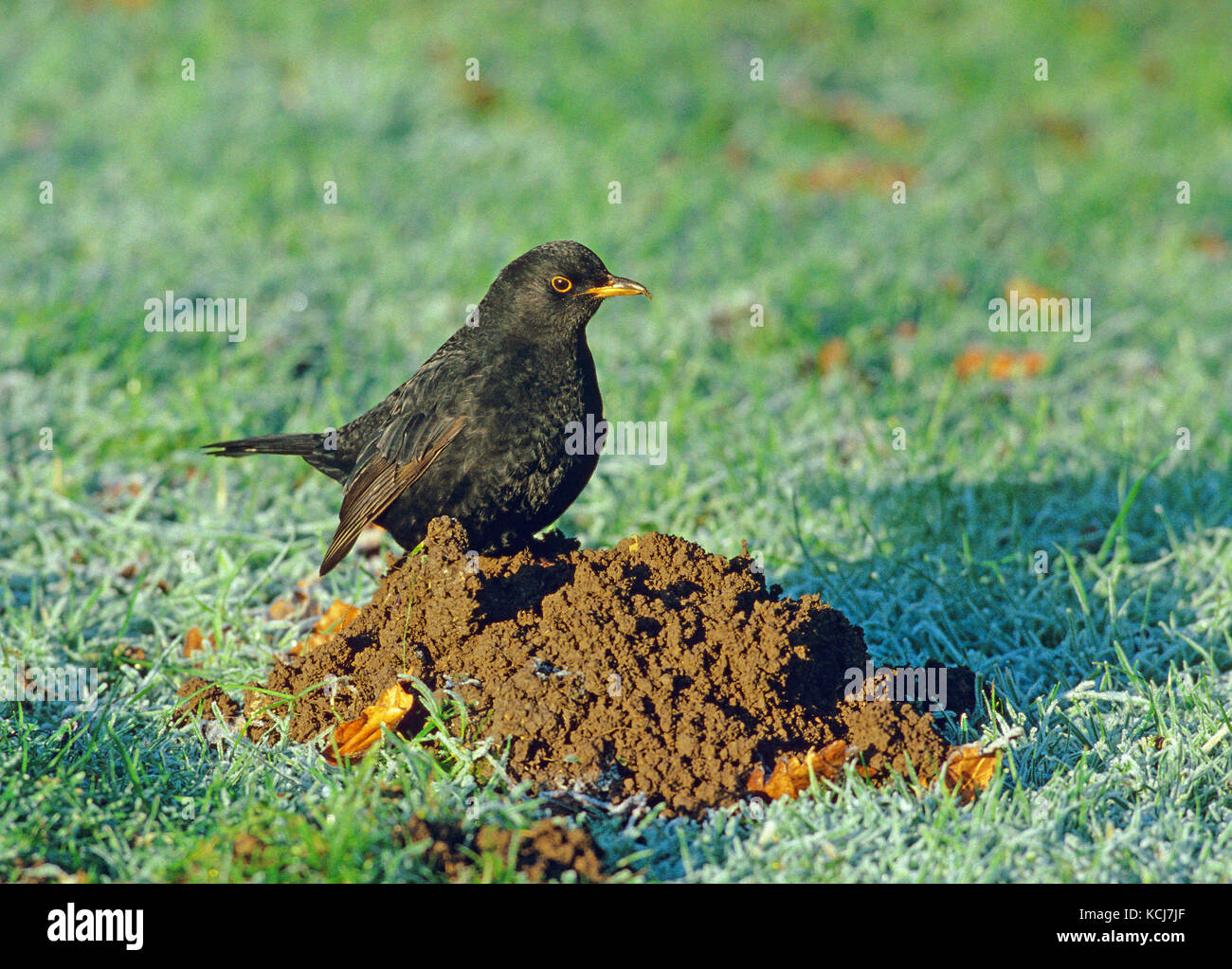 Merli Turdus merula alimentazione maschio sulla mole hill Foto Stock