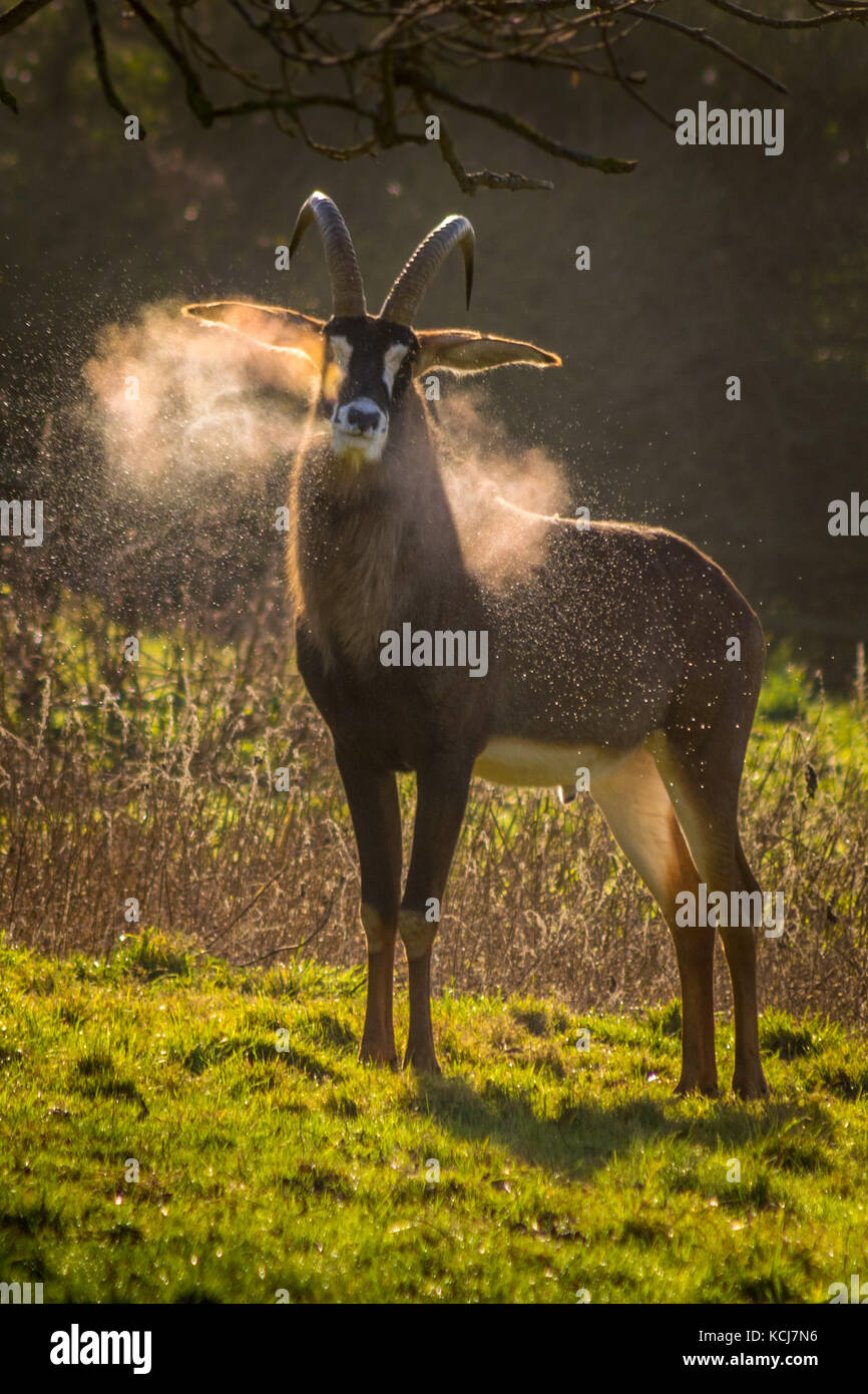 Stefano antelope sbuffare la condensazione in inizio di mattina di sole invernale Foto Stock
