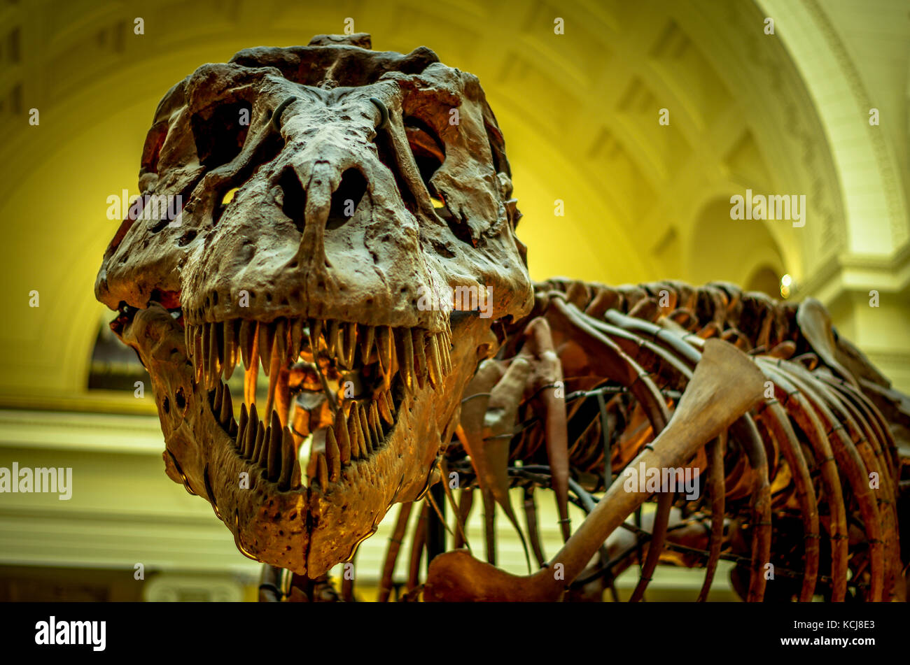 Citare in giudizio la t. rex, Tyrannosaurus rex lo scheletro, il Field Museum di Chicago Foto Stock