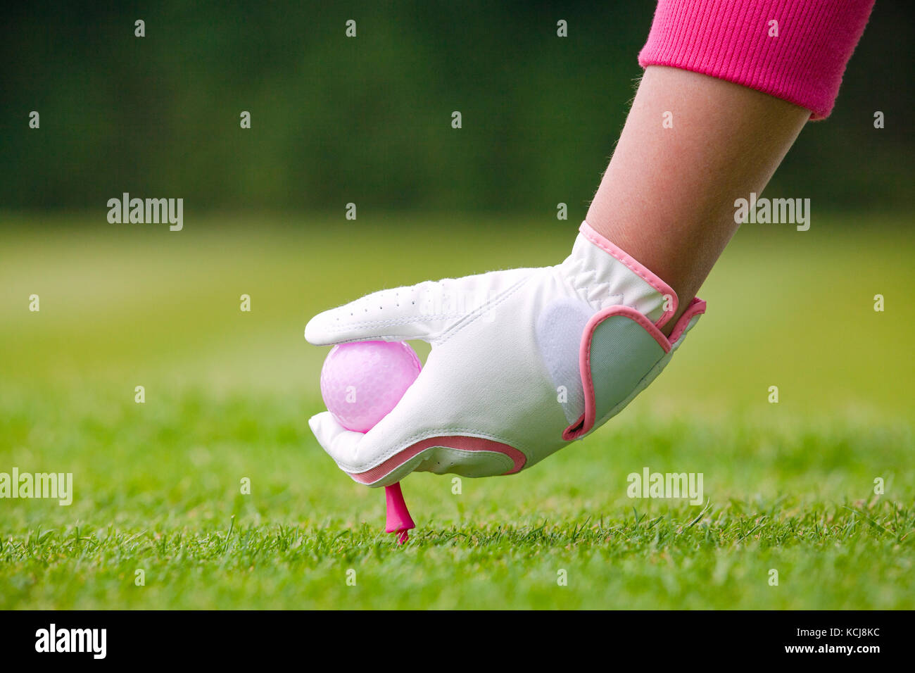 Signora golfista ponendo la sua palla rosa e il raccordo a T nel suolo su un campo da golf. Foto Stock