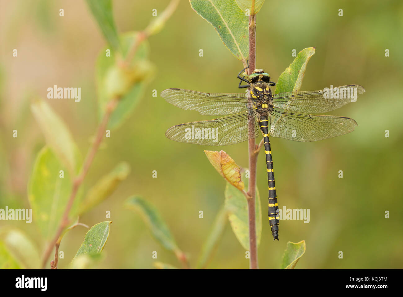 Golden inanellato dragonfly riscaldamento nel sole di mattina in bissoe riserva naturale vicino a Truro in Cornovaglia. Foto Stock