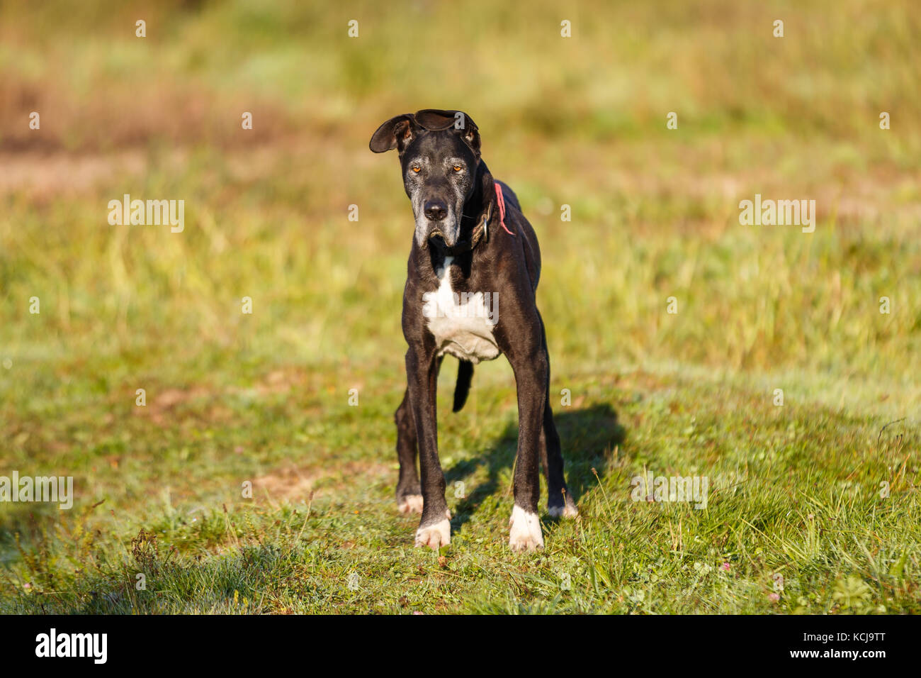 Il vecchio cane sul prato in autunno la luce solare Foto Stock