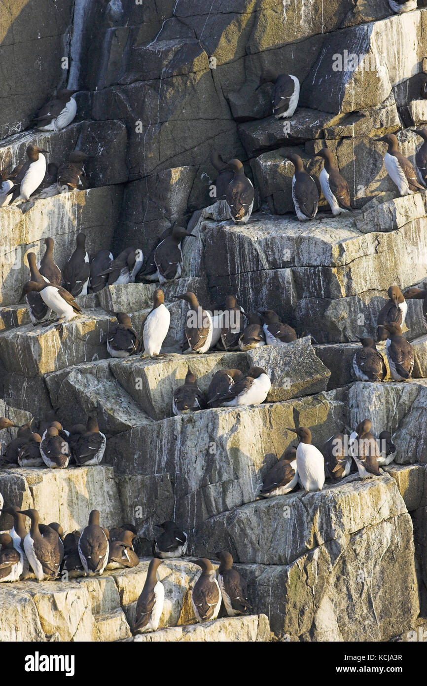 Comune di Guillemot Uria aalge al loro allevamento Isola della colonia di maggio del Firth of Forth Scozia Scotland Foto Stock