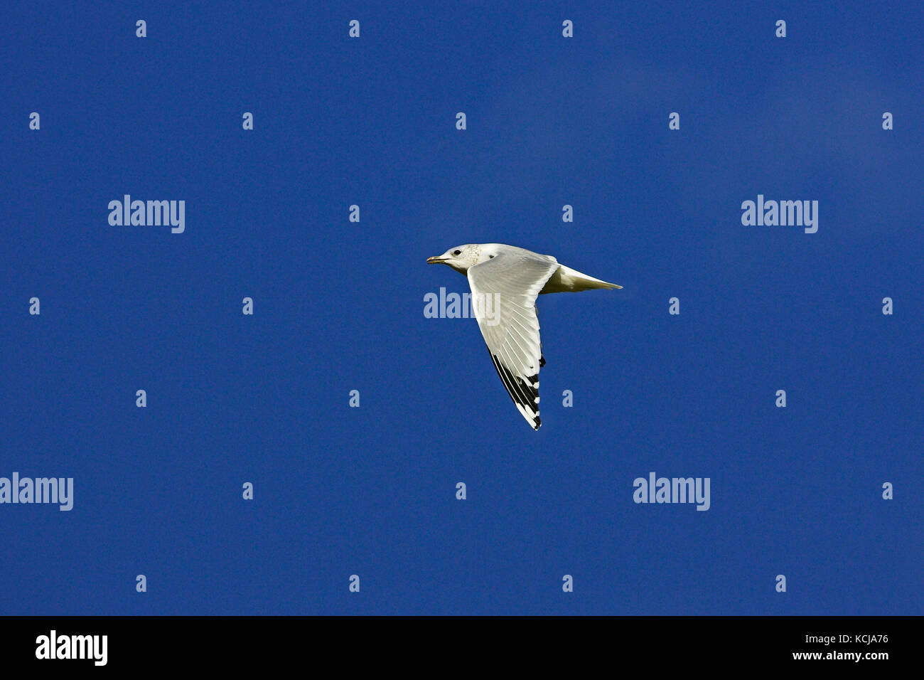 Gabbiano comune Larus canus in volo in inverno piumaggio Norfolk Inghilterra Foto Stock