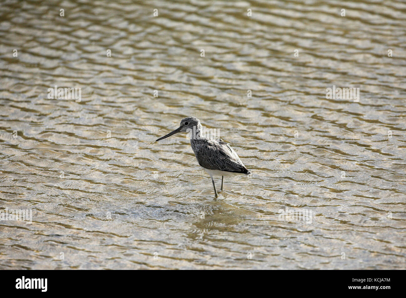 Common greenshank Tringa nebularia wading Algarve Portogallo Foto Stock