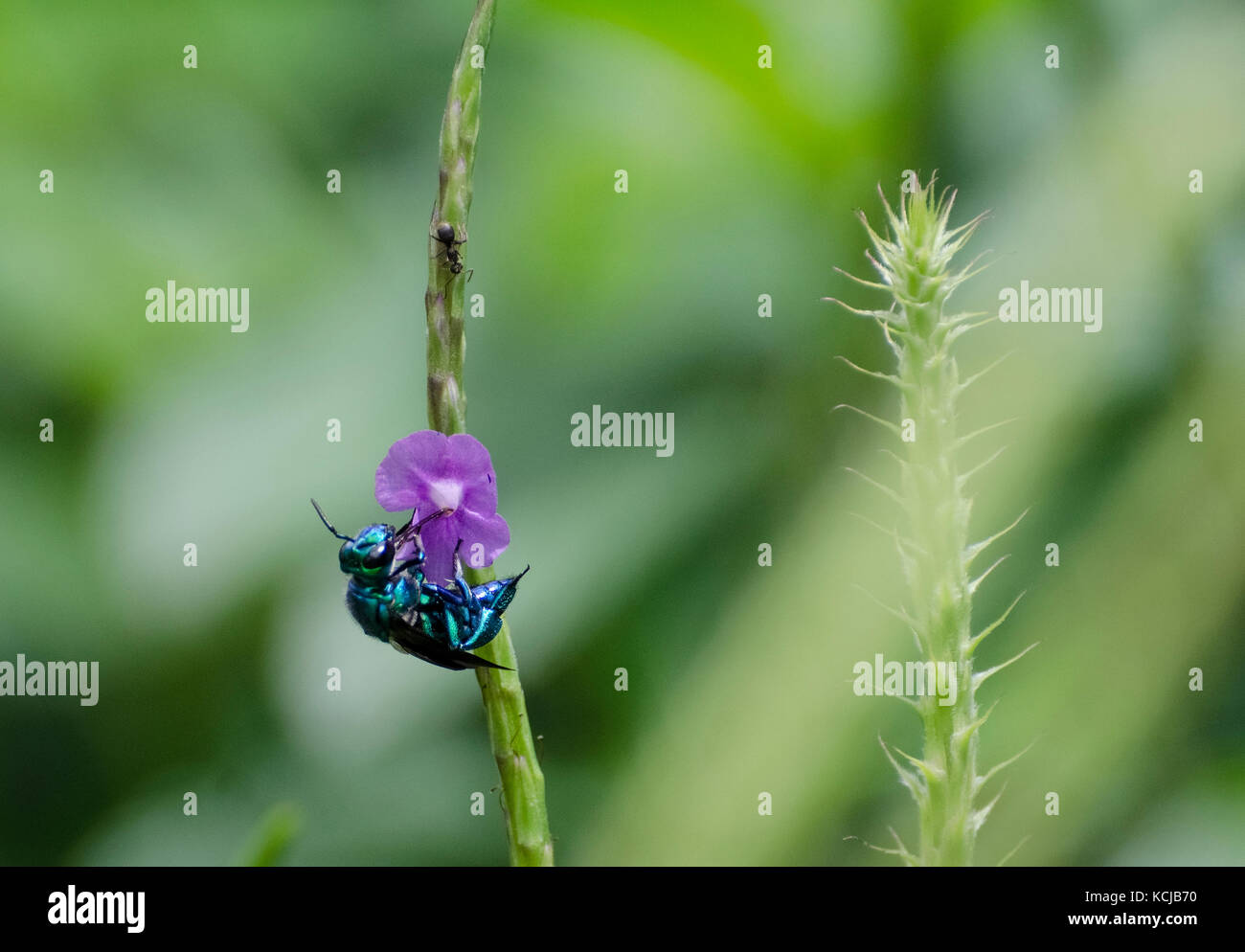 Orchid bee (euglossini exaerete) alimentazione su vervain guardato da un ant Foto Stock