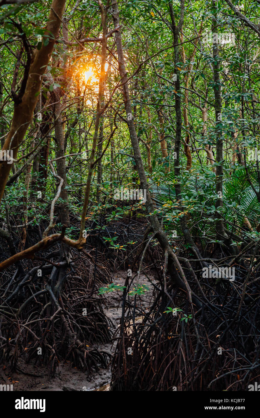 Una foresta di mangrovie area di conservazione in krabi river vicino a Krabi town, Thailandia Foto Stock
