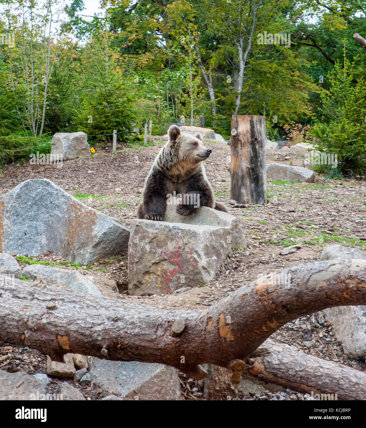 Orso selvatico sedersi e rilassarsi in un giardino zoologico Foto Stock