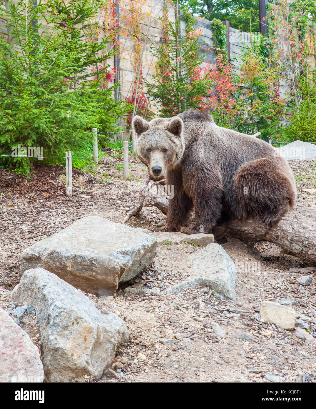 Orso selvatico sedersi e rilassarsi in un giardino zoologico Foto Stock