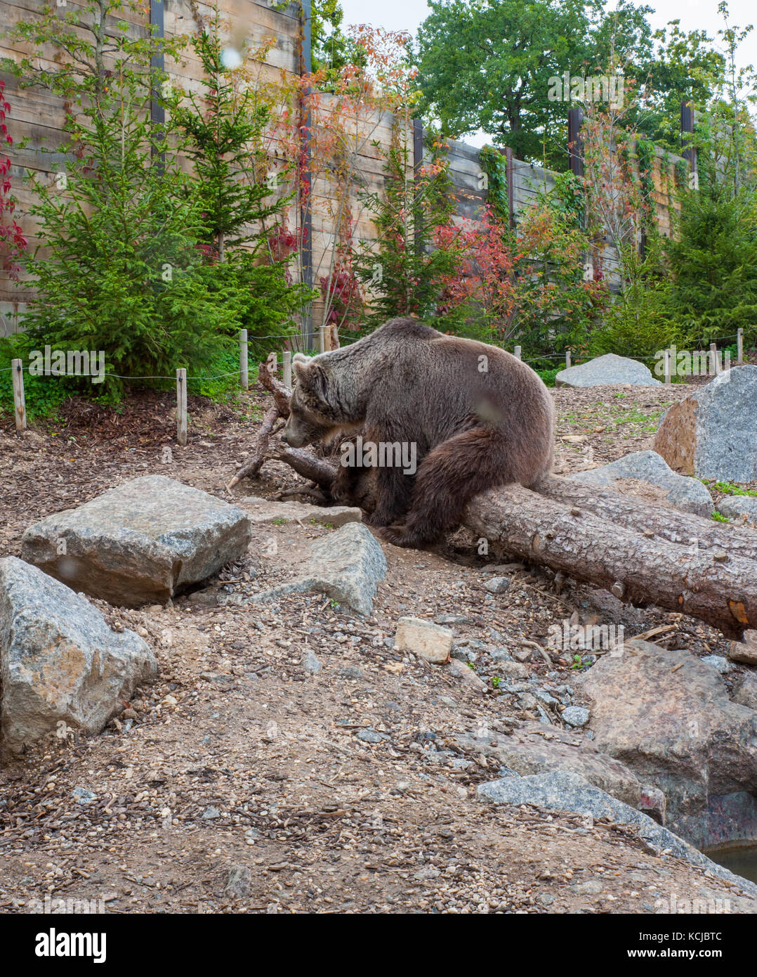 Orso selvatico sedersi e rilassarsi in un giardino zoologico Foto Stock