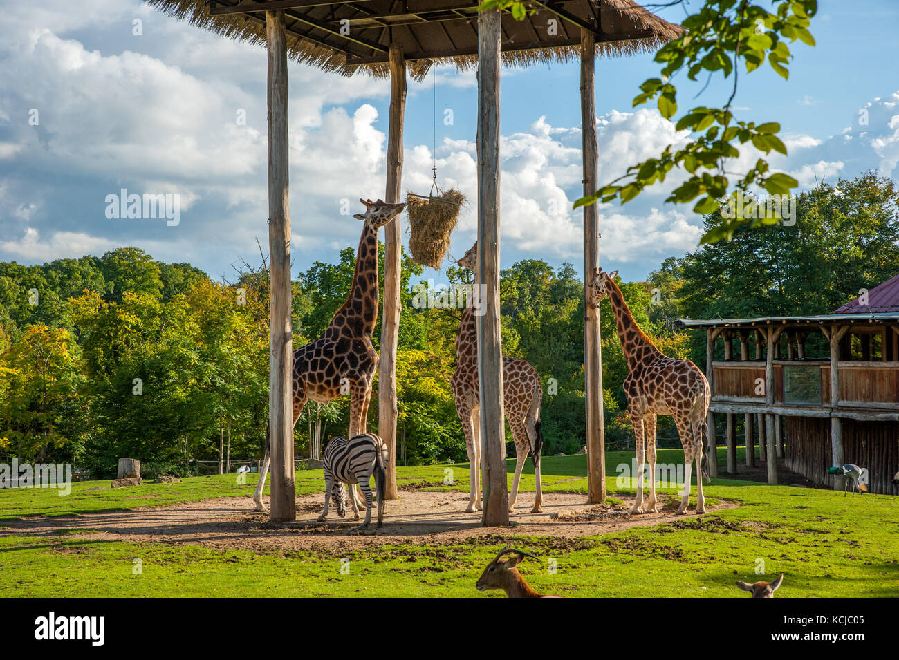 Le giraffe mangiare paglia durante il periodo di alimentazione in zoo Foto Stock