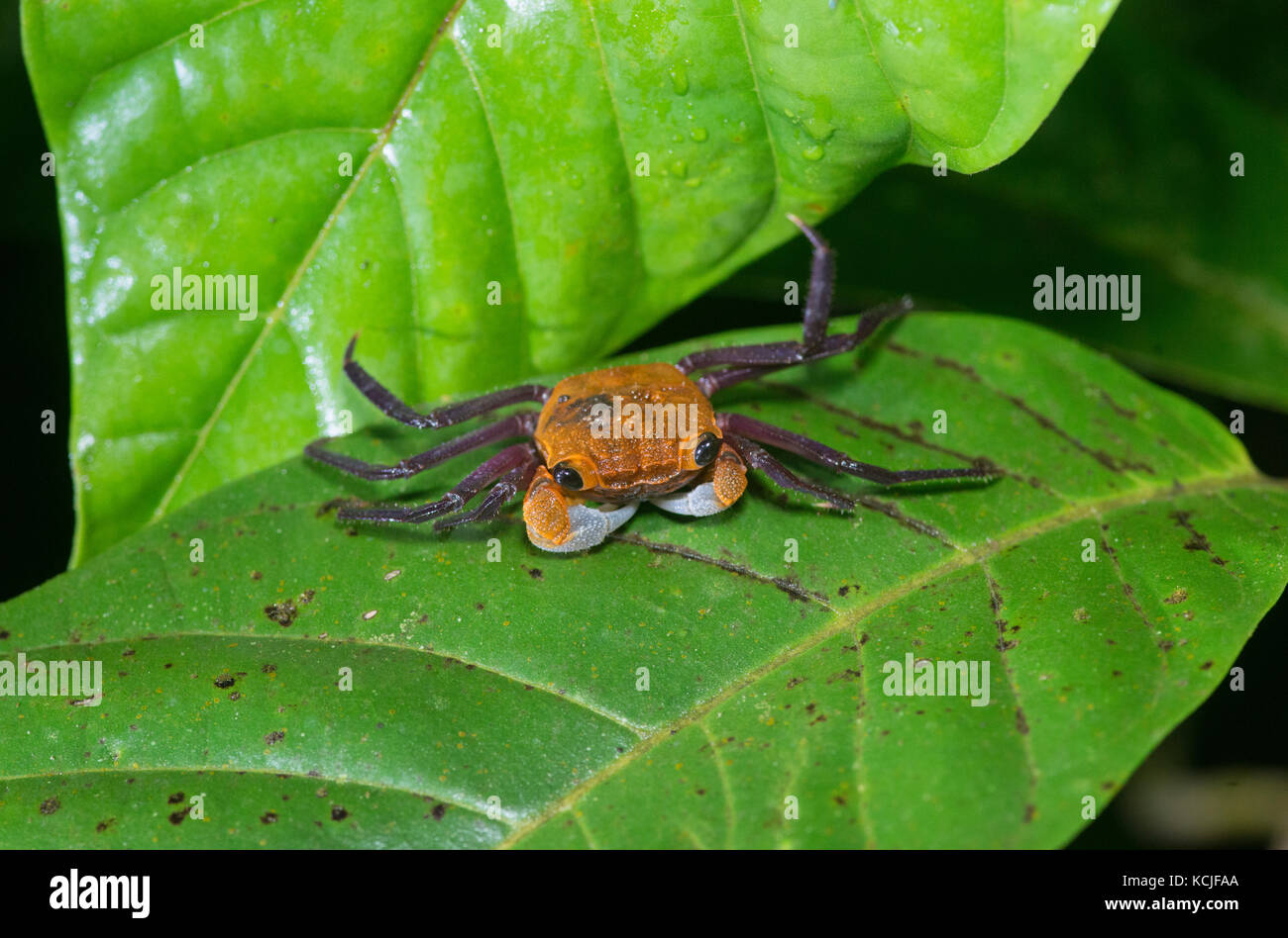 Terra o granchio terrestre. famiglia: gecarcinidae. Danum Valley, Borneo. Foto Stock
