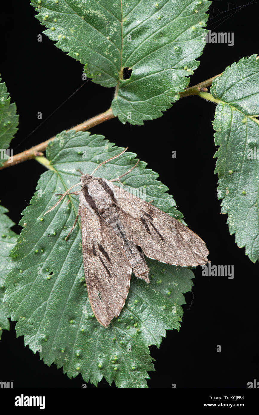 Pine hawkmoth: hyloicus pinastri. Foto Stock