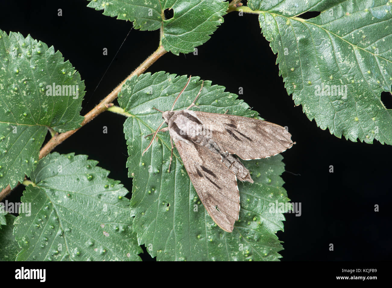 Pine hawkmoth: hyloicus pinastri. Foto Stock