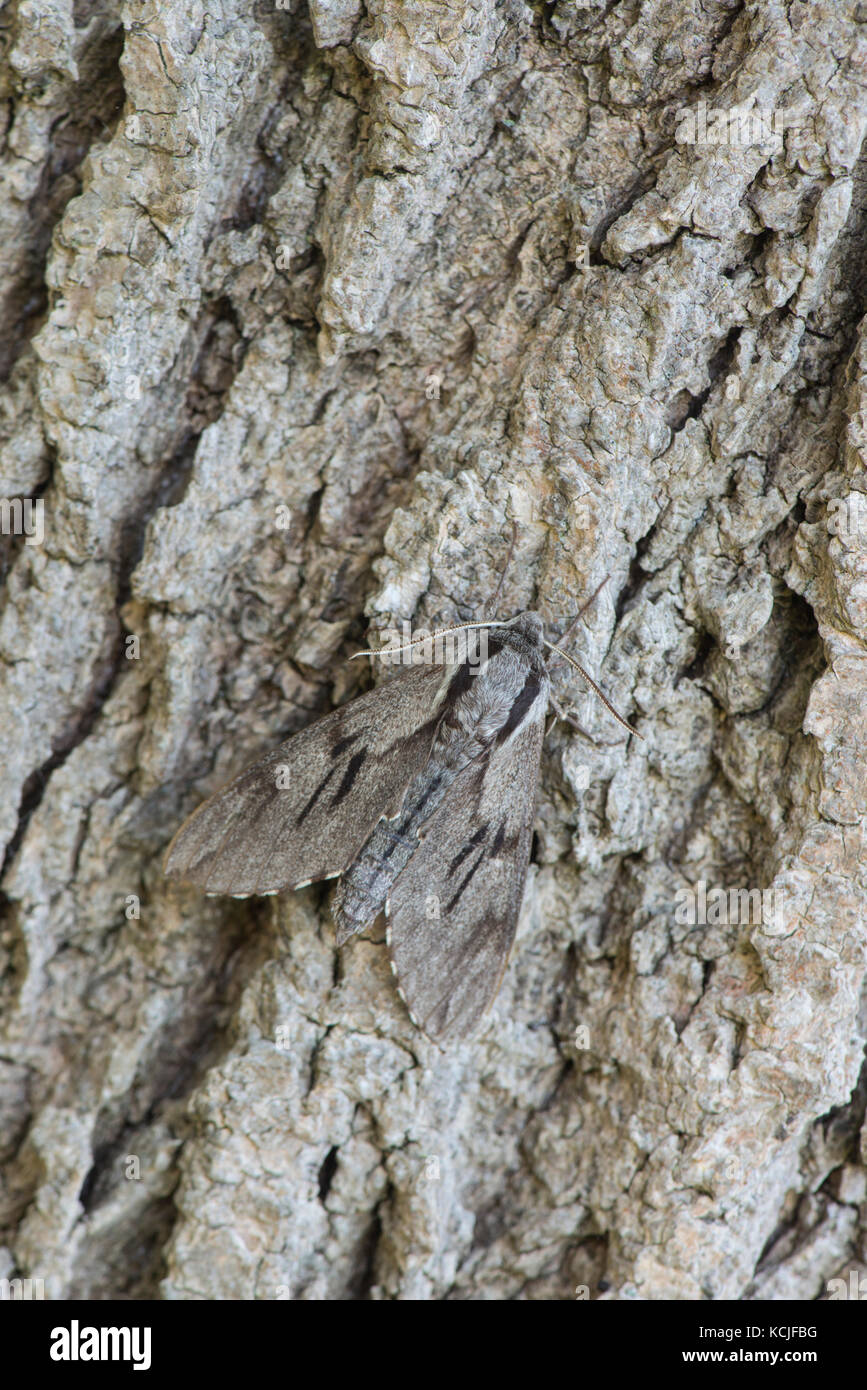 Pine hawkmoth: hyloicus pinastri. Foto Stock