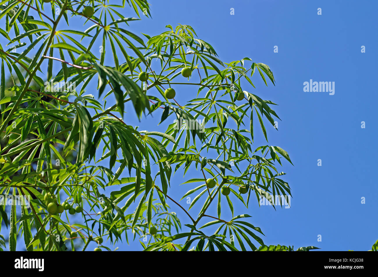 Si tratta di Manihot esculenta, la manioca, incoronazione anche in Europa (Fondi, Italia) Foto Stock