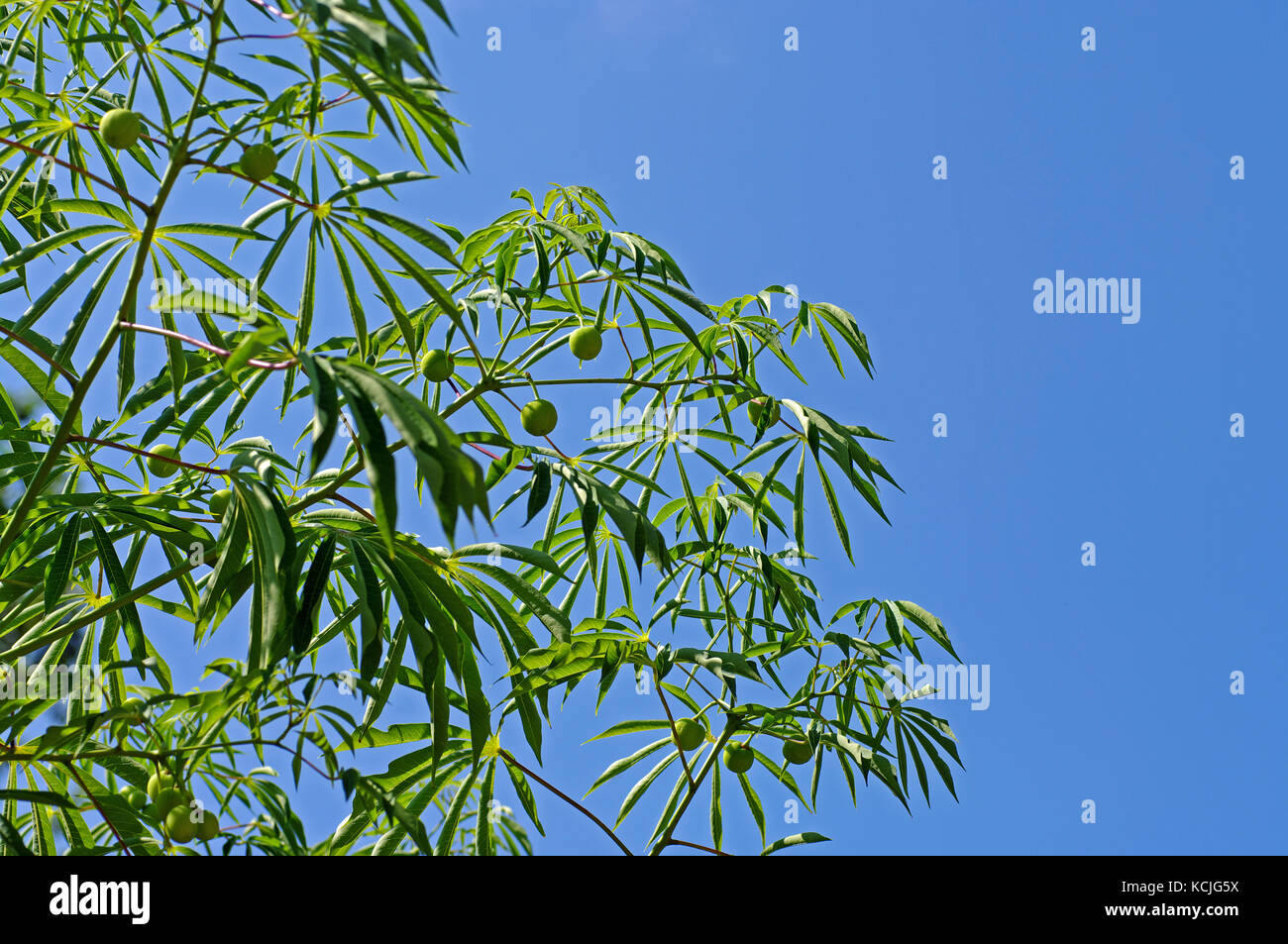 Si tratta di Manihot esculenta, la manioca, incoronazione anche in Europa (Fondi, Italia) Foto Stock