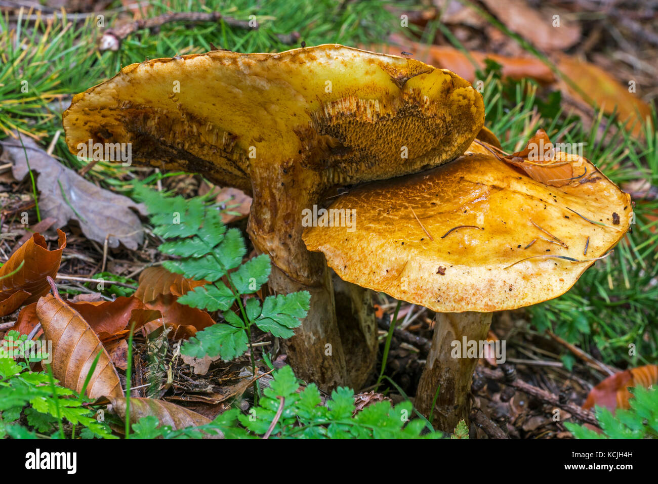 Greville's bolete / larice bolete (suillus grevillei), che mostra la parte inferiore nella foresta di autunno Foto Stock