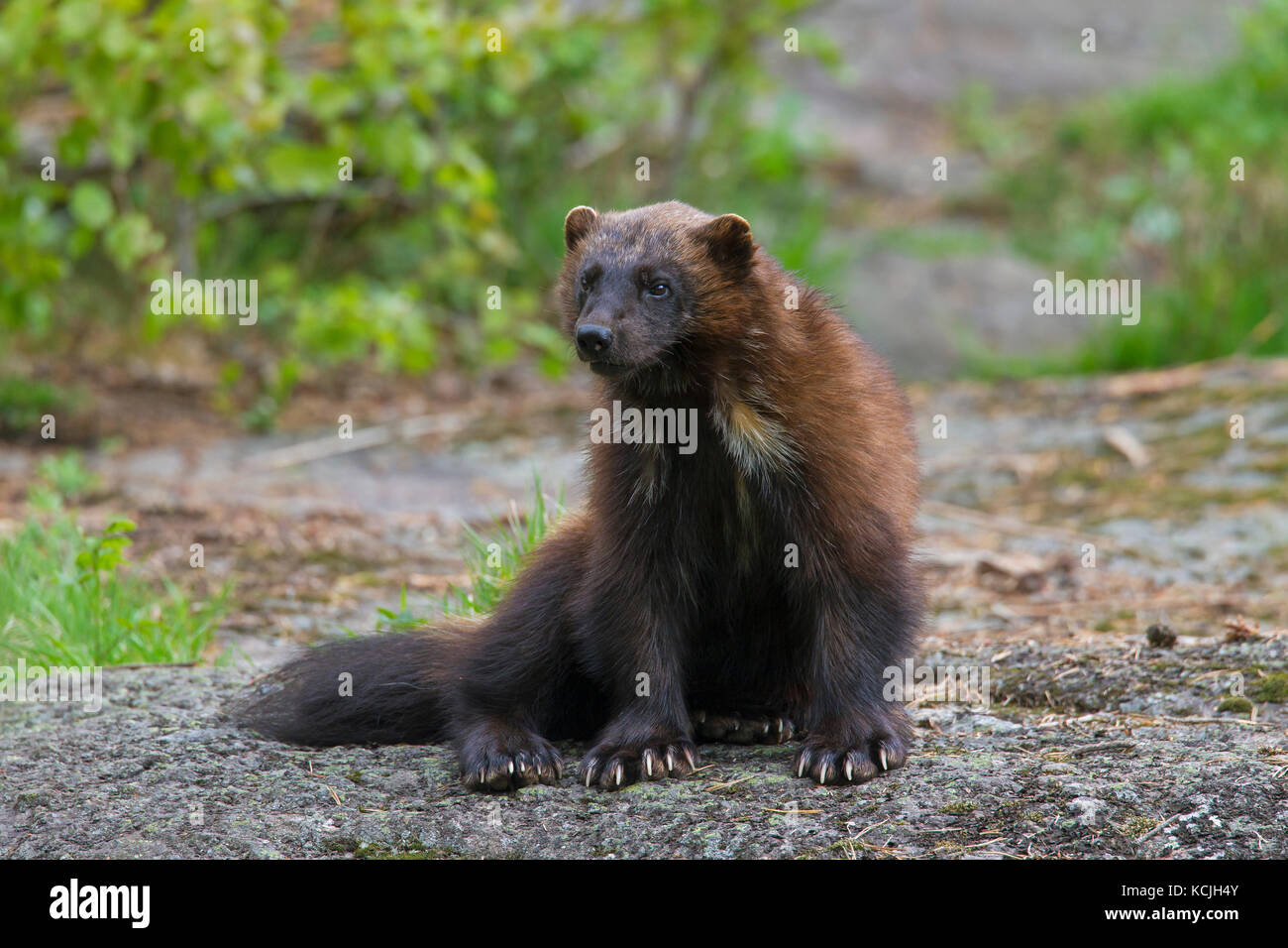 Wolverine (gulo gulo) sulla tundra subartiche Foto Stock