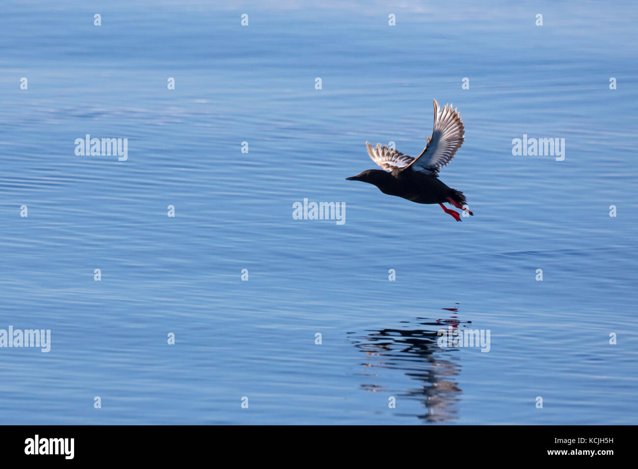 Black guillemot / tystie (cepphus grylle) in allevamento piumaggio volando sul mare Foto Stock