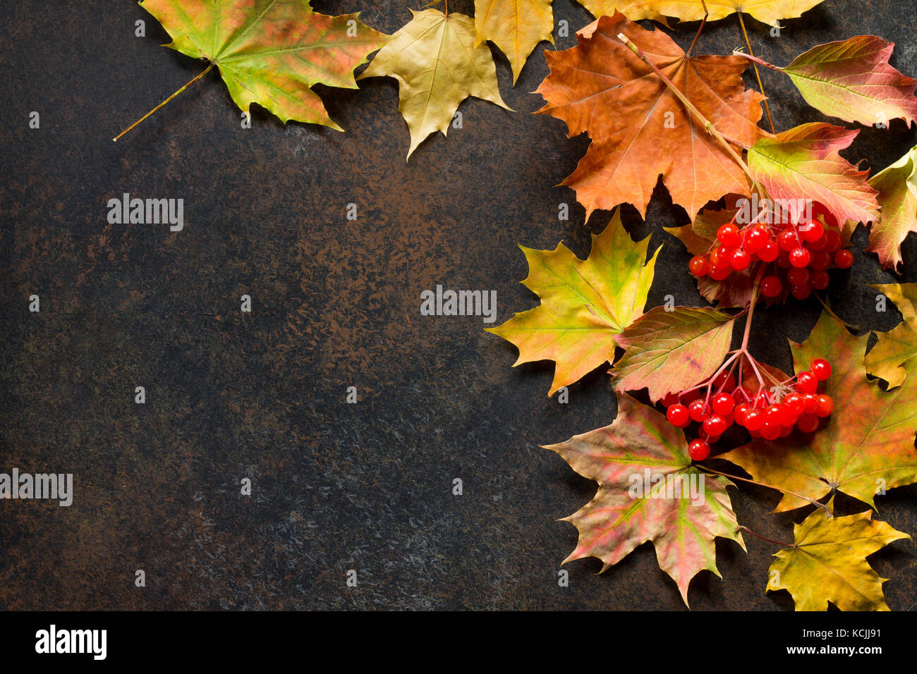 Autunno sfondo con autunno rami di acero con rosso e arancio foglie e bacche sulla pietra arrugginiti o ardesia sfondo. vista superiore con copia spazio. Foto Stock
