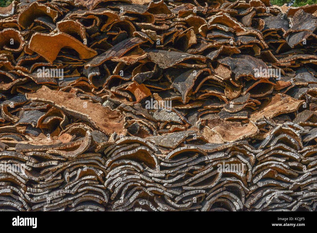 La produzione di sughero a Azaruja, Alentejo, Portogallo Foto Stock