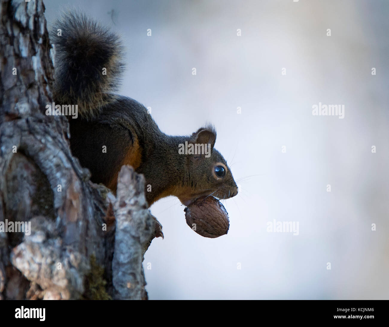 Elkton, Oregon, Stati Uniti d'America. 5 ottobre, 2017. Un Pine Squirrel detiene una noce nella sua bocca come esso si arrampica su un albero in un ranch nei pressi di elkton in rural western oregon. pine scoiattoli normalmente si nutrono di pino, abete, bacche, funghi e la cicuta coni e sementi. Credito: robin loznak/zuma filo/alamy live news Foto Stock