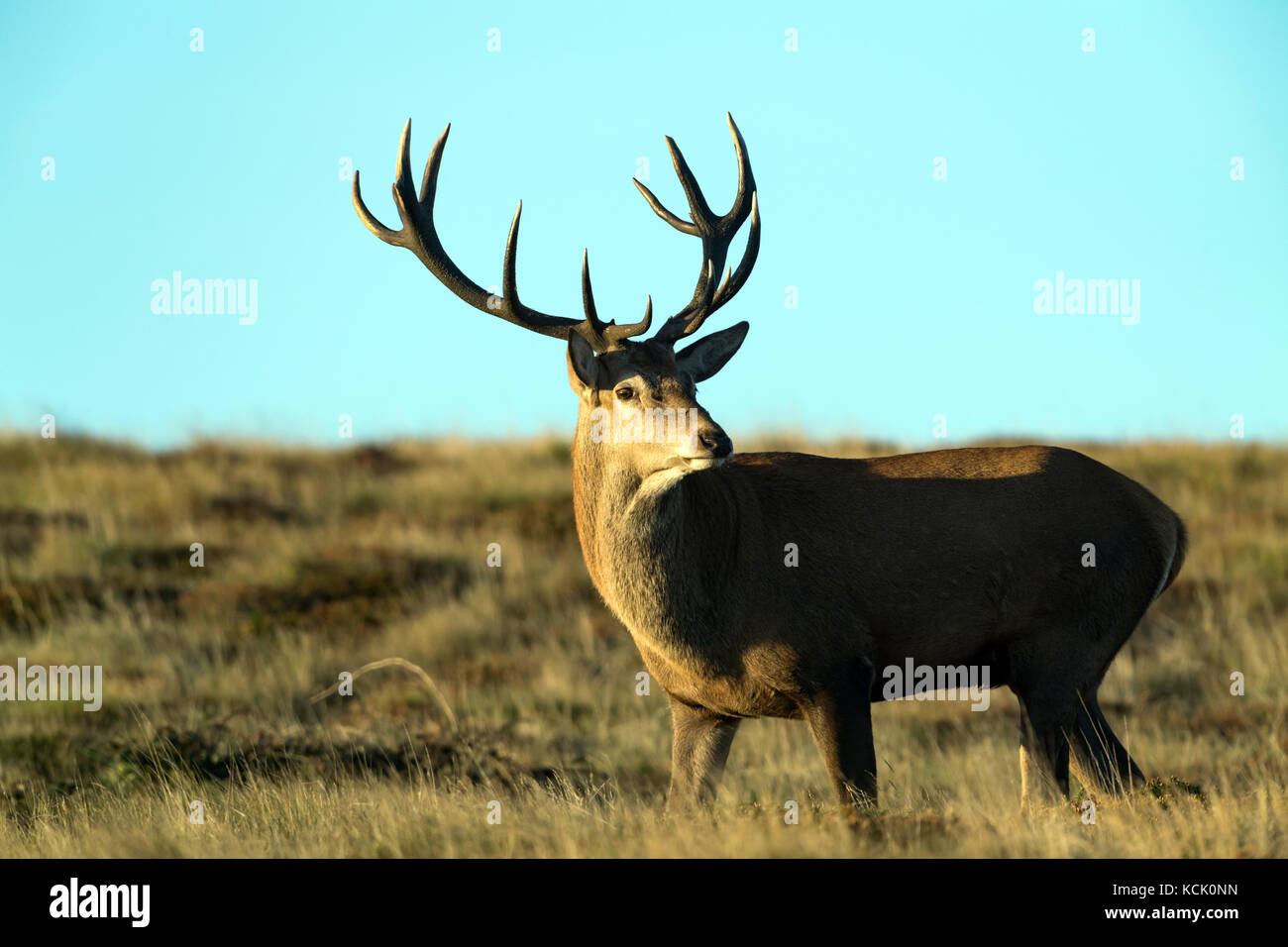Cervo rosso nella Cornovaglia occidentale Foto Stock