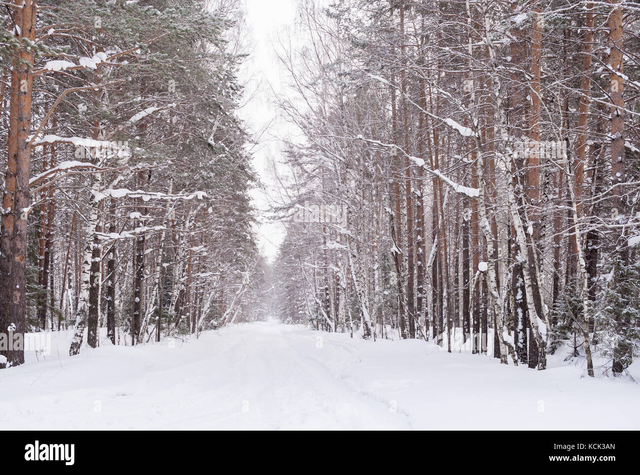 Coperte di neve rientranti nella distanza strada in inverno foresta. Foto Stock