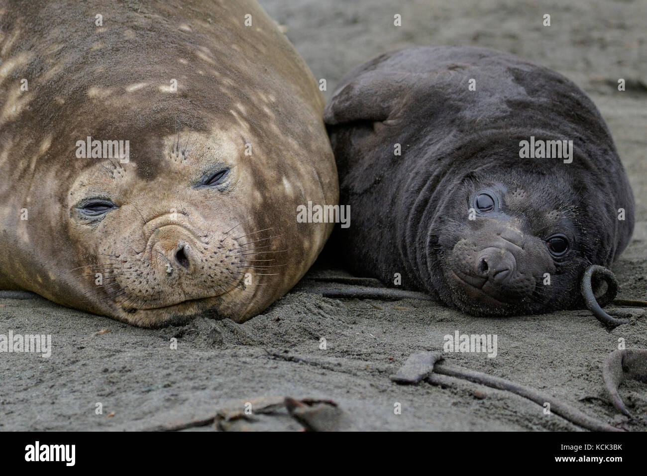 Guarnizione di elefante, Mirounga angustirostris Isola Georgia del Sud. Foto Stock