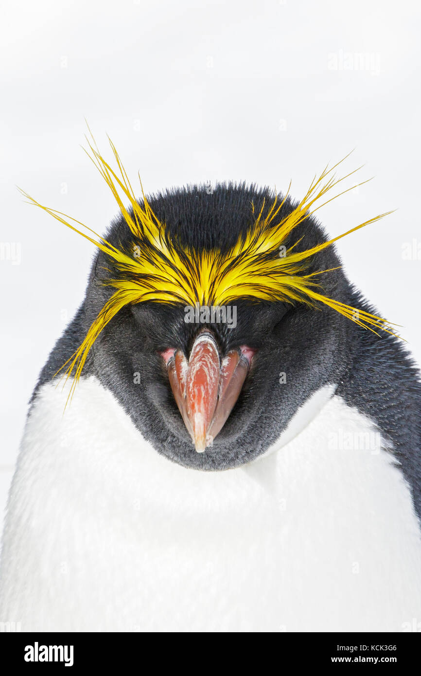 Maccheroni Penguin (Eudyptes chrysolophus) arroccato su tussock erba e neve sulla Isola Georgia del Sud. Foto Stock