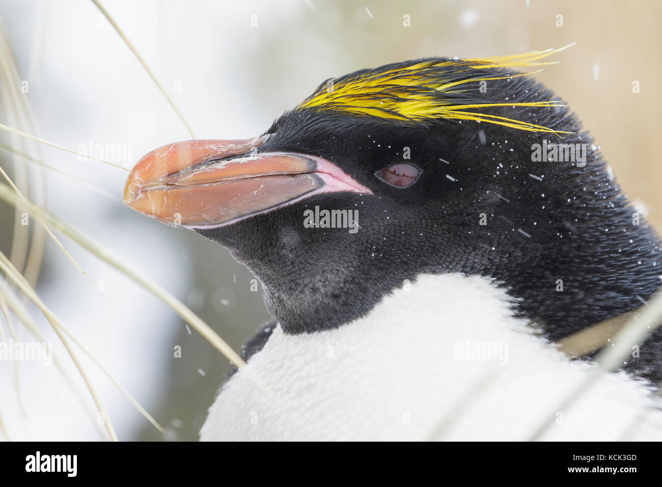 Maccheroni Penguin (Eudyptes chrysolophus) arroccato su tussock erba e neve sulla Isola Georgia del Sud. Foto Stock