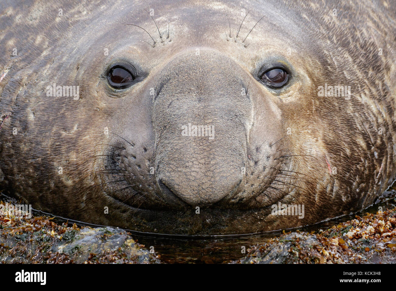 Guarnizione di elefante, Mirounga angustirostris, Isola Georgia del Sud Foto Stock