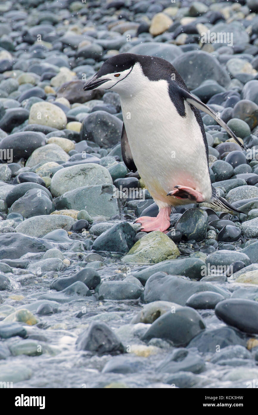 Pinguini Chinstrap (Pygoscelis antarcticus) arroccato su una spiaggia rocciosa sull Isola Georgia del Sud. Foto Stock