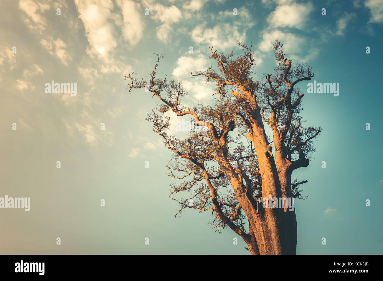 Secondo la guida Lonely tree sul pulito cielo blu sullo sfondo Foto Stock