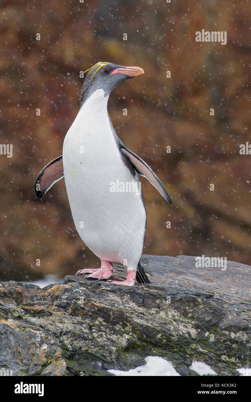 Maccheroni Penguin (Eudyptes chrysolophus) arroccato su una spiaggia rocciosa sull Isola Georgia del Sud. Foto Stock