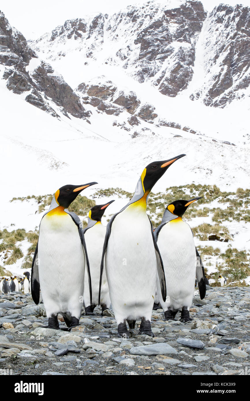 Pinguino reale (Aptenodytes patagonicus) arroccato su una spiaggia rocciosa tutti guardando nella stessa direzione sull Isola Georgia del Sud. Foto Stock
