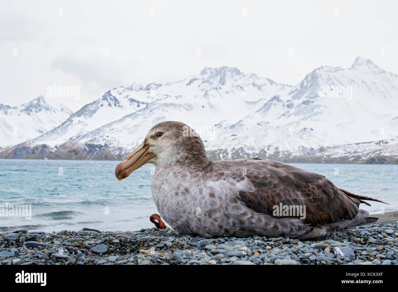 Il gigante del nord Petrel (Macronectes halli) arroccato su una spiaggia rocciosa sull Isola Georgia del Sud. Foto Stock