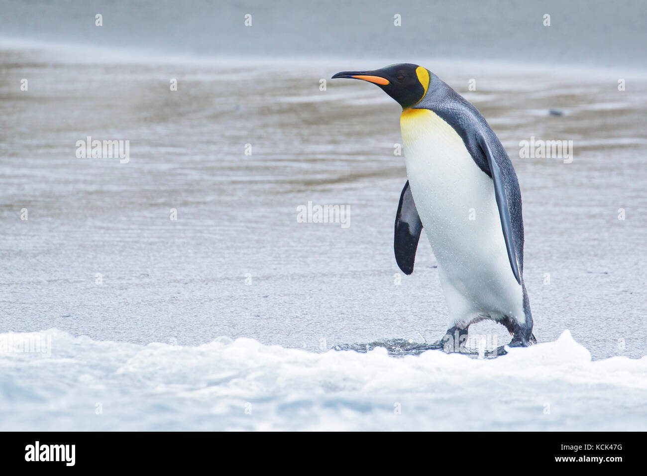 Pinguino reale (Aptenodytes patagonicus) arroccato su una spiaggia rocciosa sull Isola Georgia del Sud. Foto Stock